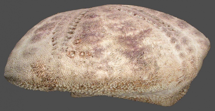 Nacospatangus altus (lateral)