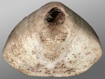 Nacospatangus altus (posterior, oblique view)