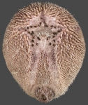Nacospatangus altus (oral)