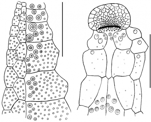 Nacospatangus altus (ambulacrum + peristome)