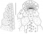 Nacospatangus interruptus (ambulacrum + peristome)