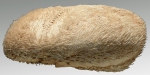 Nacospatangus laevis (lateral)