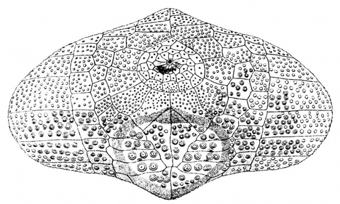 Nacospatangus laevis (posterior)