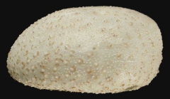 Nannolampas tenera (male, lateral)