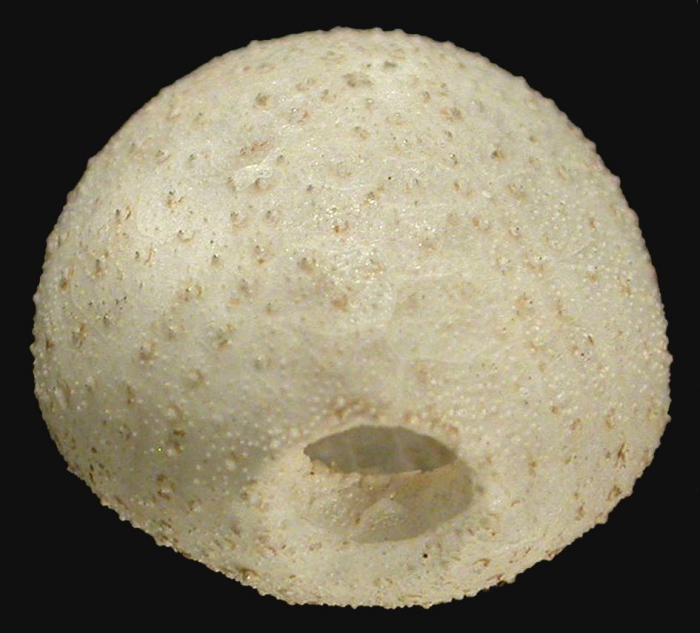 Nannolampas tenera (male, posterior)