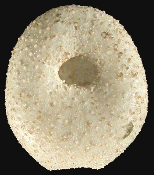 Nannolampas tenera (male, oral)