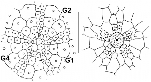 Nannolampas tenera (apical system + peristomial area)