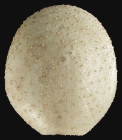 Nannolampas tenera (aboral)