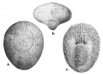 Neopneustes micrasteroides (Blake Expedition)