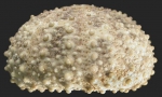 Nudechinus ambonensis (lateral)