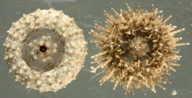 Nudechinus ambonensis (oral)
