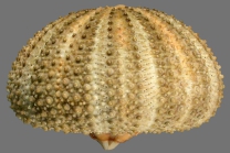 Nudechinus darnleyensis (lateral)