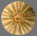 Nudechinus darnleyensis (aboral)
