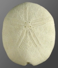 Oligopodia epigonus (female, aboral)