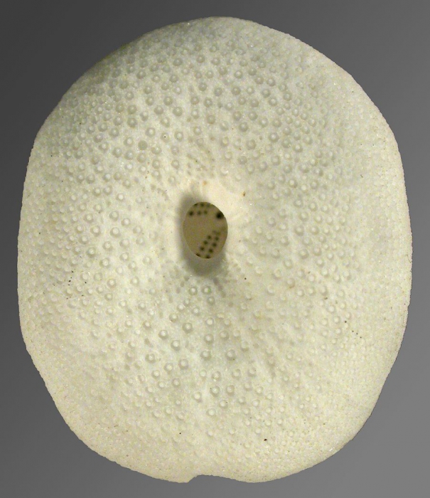 Oligopodia epigonus (female, oral)