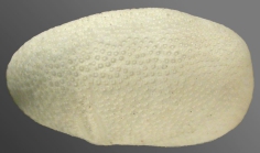 Oligopodia epigonus (female, lateral)