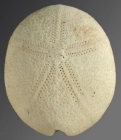 Oligopodia epigonus (male, aboral)