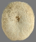 Oligopodia epigonus (oral)