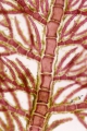 Rhodophyta (red algae)