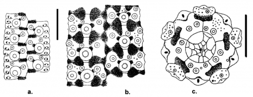 Opechinus albus (coronal plates + apical system)