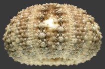 Opechinus variabilis (lateral)