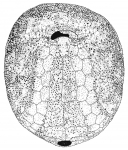 Paleopneustes cristatus (oral plating)