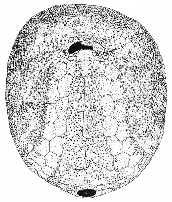 Paleopneustes cristatus (oral plating)