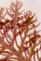 Rhodophyta (red algae)