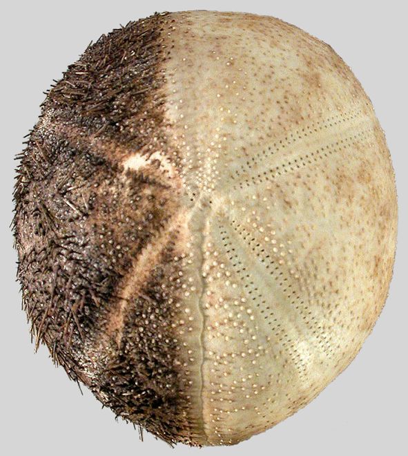 Paleopneustes cristatus (aboral)