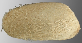 Paleotrema loveni (lateral)