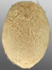 Paleotrema loveni (aboral)