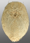 Paleotrema loveni (oral)