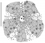 Paleotrema loveni (apical)