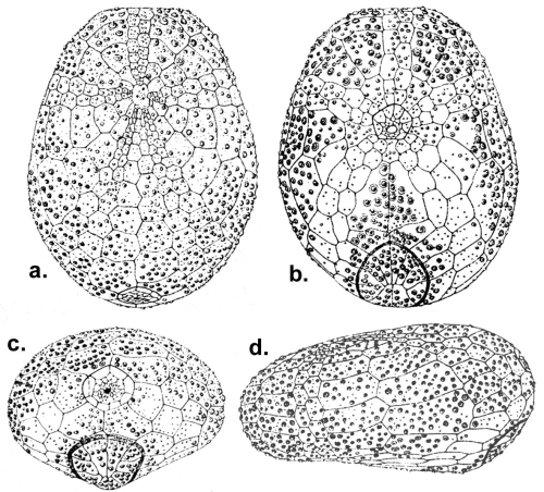 Paleotrema loveni  (test)