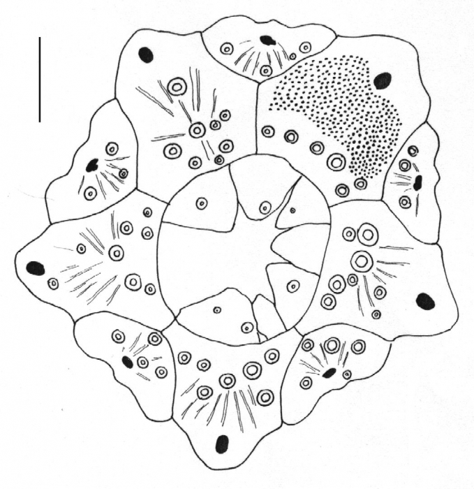 Paracentrotus gaimardi (apical)