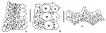 Paraphormosoma alternans (ambulacral plates + apical system)