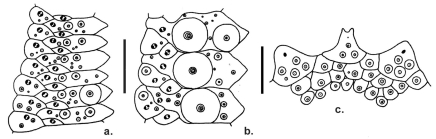 Paraphormosoma alternans (ambulacral plates + apical system)