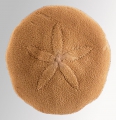 Echinodermata (echinoderms)