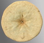 Peronella keiensis (oral)