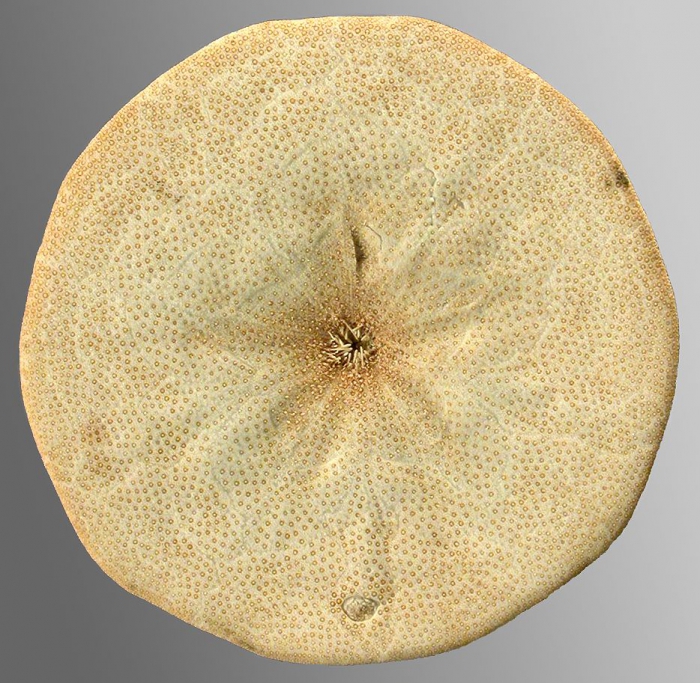 Peronella keiensis (oral)
