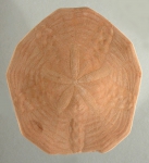 Peronella lesueuri (aboral)