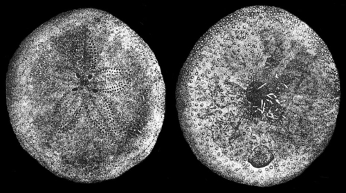 Peronella macroproctes (aboral + oral)