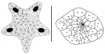 Peronella macroproctes (apical disc + periproct)