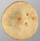 Peronella pellucida (aboral)