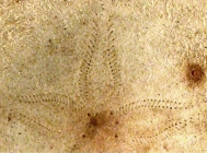 Peronella pellucida (petals)