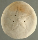 Peronella peronii (aboral)
