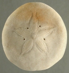 Peronella peronii (aboral)