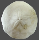 Peronella rubra (aboral)