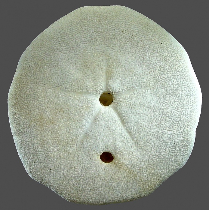 Peronella rubra (oral)