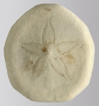 Peronella tuberculata (aboral)